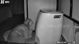 Cat presses recycle button on robot vacuum cleaner charging station