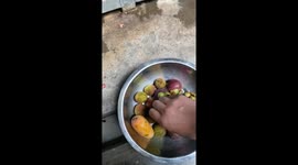Orangutan peels fruit with mouth after receiving it from zookeeper