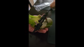 Feathered Firepower