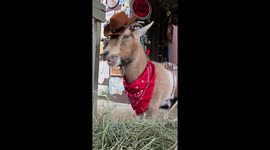 Goat Dressed Up As Sheriff For Halloween