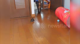 Turtle riding skateboard chases away pet cat