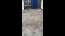 Three kittens walk in slow motion as they approach mother cat