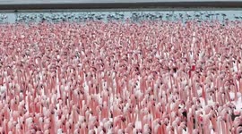 A Flamboyance of Flamingos Gather in Kazakhstan