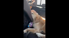 Baby Bonds With Gentle Golden Retriever