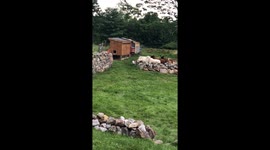 Bulldog Doesn't Appreciate Sheep