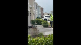 Tampa Gator Being Wrangled