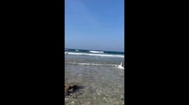 Tourist drags beached shark back to sea