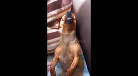 Dog sleeps so deeply it won't wake up when moved