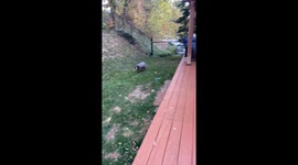 Dog knocks down toddler during play in Pittsburgh