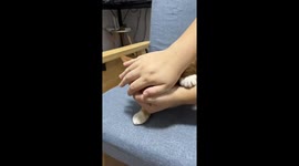 Cat makes unusual face while playing with human companion