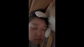 Cat brushes owner's face with tail in bed in Beijing, China