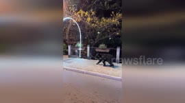 Wild bear squares up to dog walker in Tennessee