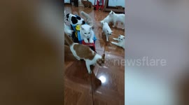 Playful pet cats ride in toy dump truck around house