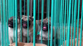 Three pet Pug puppies stick their tongues out