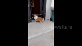 This clever corgi has gained widespread attention for its quick thinking and problem-solving skills.