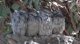 Father Tawny Frogmouth huddles with his three nearly grown-up chicks.