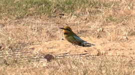 Beautiful Rainbow Bee-eater at his nest burrow in sandy soil near Herdsman Lake.