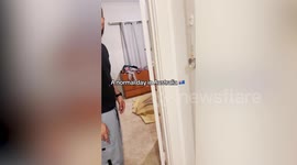 Couple comes home to find koala bear in their bedroom