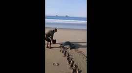 Kind local returns baby sea turtles to ocean with their mother