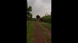 Cheeky elephant caught stealing whole banana plant