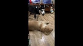 Husky’s unusual noise before sneeze caught on video