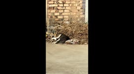 Cat startled but unmoved by car horn on roadside