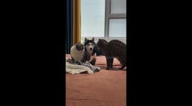 Dog intervenes in cat fight, mediates with barking