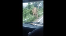 Toll, please! Elephant holds up oncoming truck to collect food