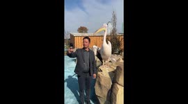 Pelican bites tourist's whole head as he takes selfie