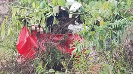 Sumatran tigers evacuate to avoid conflict with humans Veterinarian and Natural Resources Conservation Agency (BKSDA) staffs evacuate wild Sumatran tiger (Panthera tigris sumatrae) in Batang Barus, Solok District, West Sumatra Province on November 14, 202