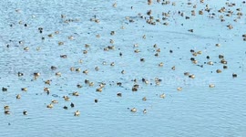 China: Hongze Lake Wetland National Nature Reserve in Suqian