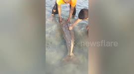 Stranded baby dugong separated from mother rescued in Thai beach