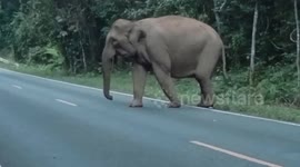 Elephant family crosses road together at Thai national park
