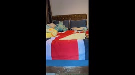 Pet Forpus bird climbs onto ramp and rolls down on skateboard