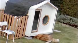 Playful Siberian Husky crawls into space under pet house to hide