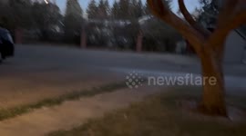 Early morning coyote clash caught on camera in Calgary