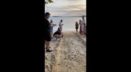 Baby Sea Turtles Race To Open Waters