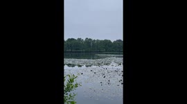 Deer Swim Across Lake