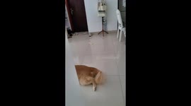 Golden retriever drops shoe after owner’s scolding