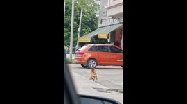 Dog's funny run with spread hind legs captured in Guangdong
