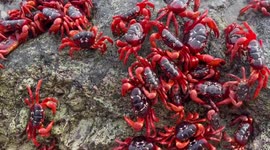 Bright red crabs appear after rain on Christmas Island, Australia