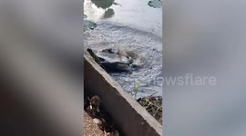 Park-goer helps flip turtle stuck on its back in Thailand