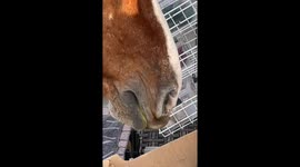 Horses eat store vegetables in Sochi, Russia