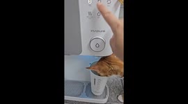 Cat gets startled by water dispenser and causes a spill