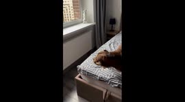 Dog falls short of window in St. Petersburg, Russia,