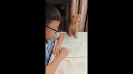 Kitten falls off table in Zhejiang, China after getting sleepy