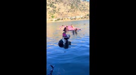 Dog tries to climb another dog in Lake Oroville, California