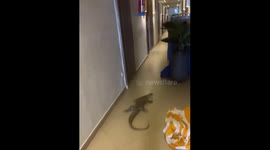 Man tries to catch large lizard in hotel corridor