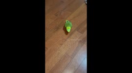 Green parrot wanders around house making sounds