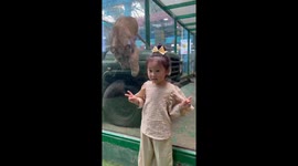 Fear and laughter: A young girl imitates lion and gets a scare in return in China